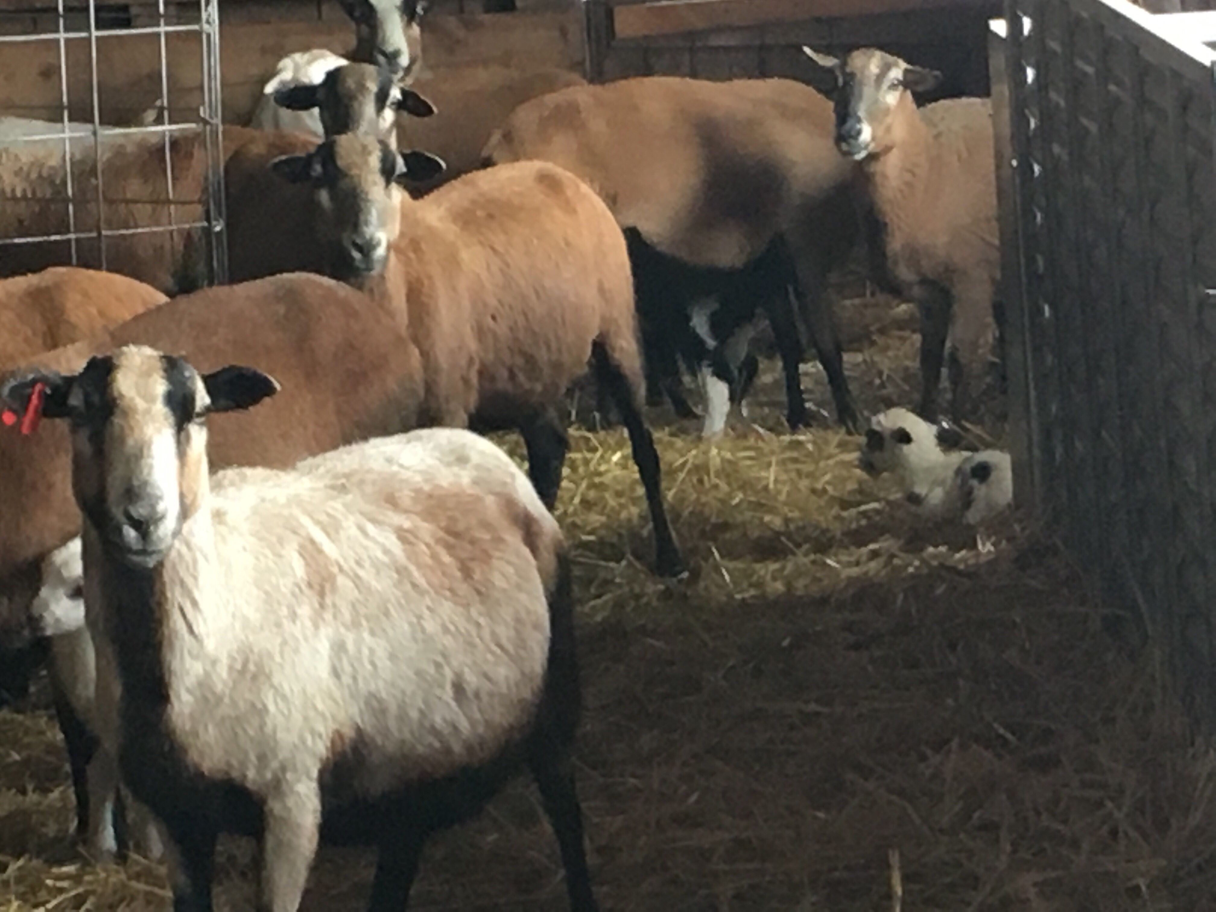 Newborn lamb surrounded by ewes.