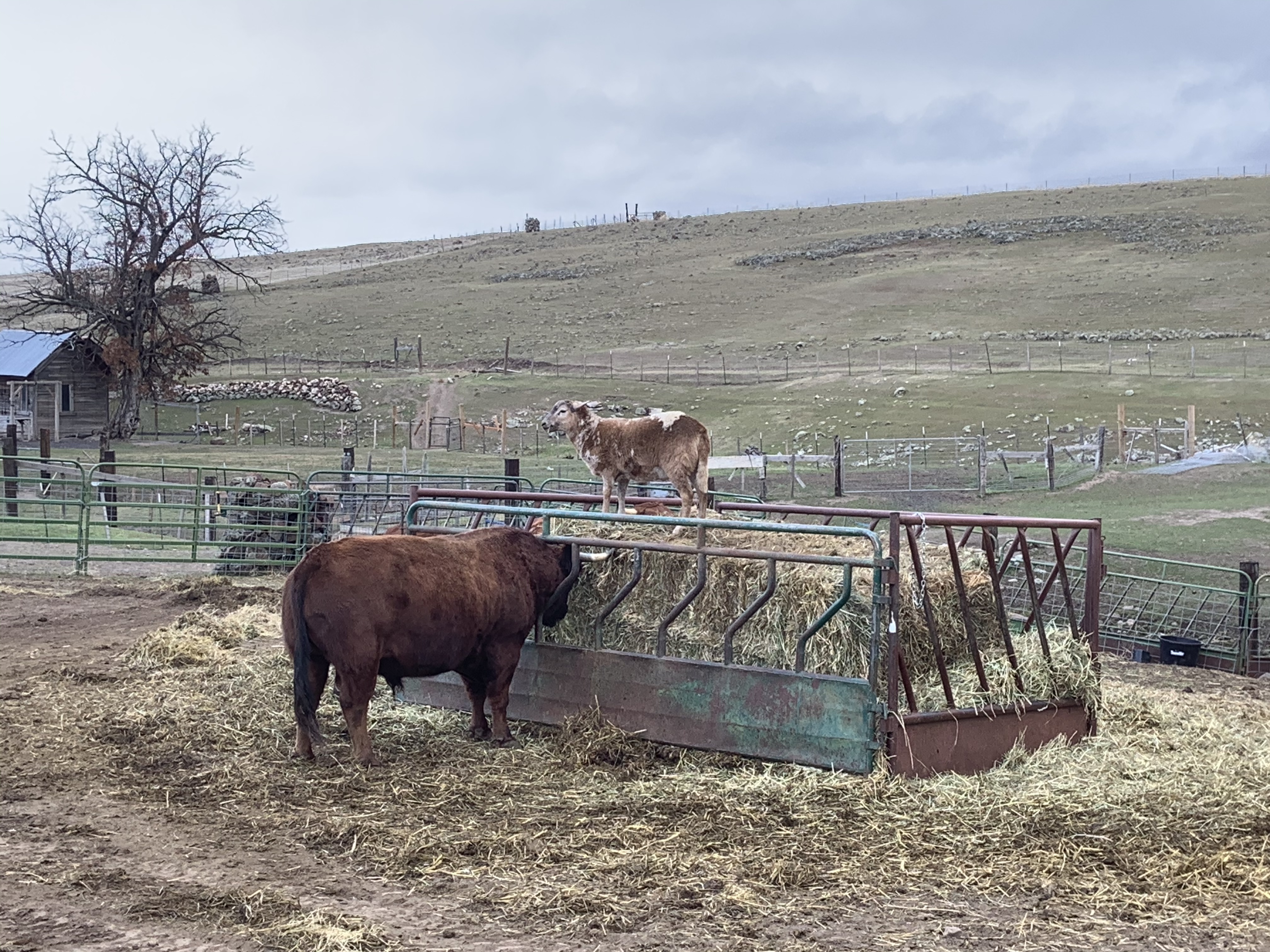 4A7BBCAD-C3D8-48E8-9C8E-CA1CBE937134