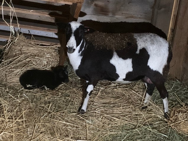 A20665E9-2471-48AF-8FCF-196E92866F7C