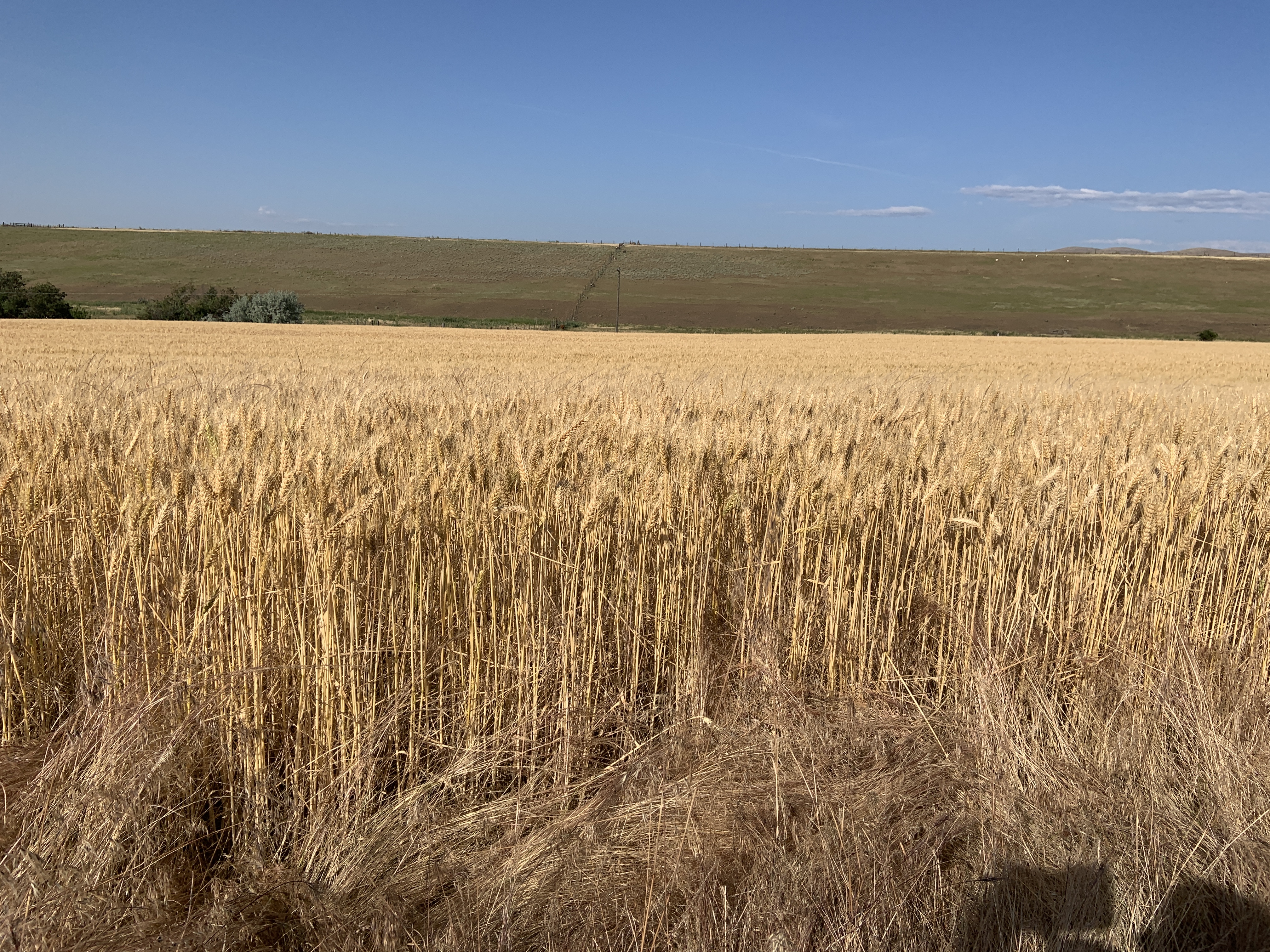 C42F502E-2CC3-4EB0-9A97-C7F791B0C538