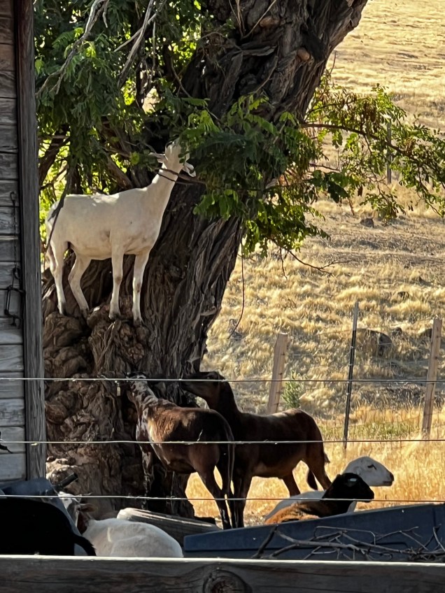 Predators Farm Predators 5 / Farm 1 – Stewart Creek Somethings