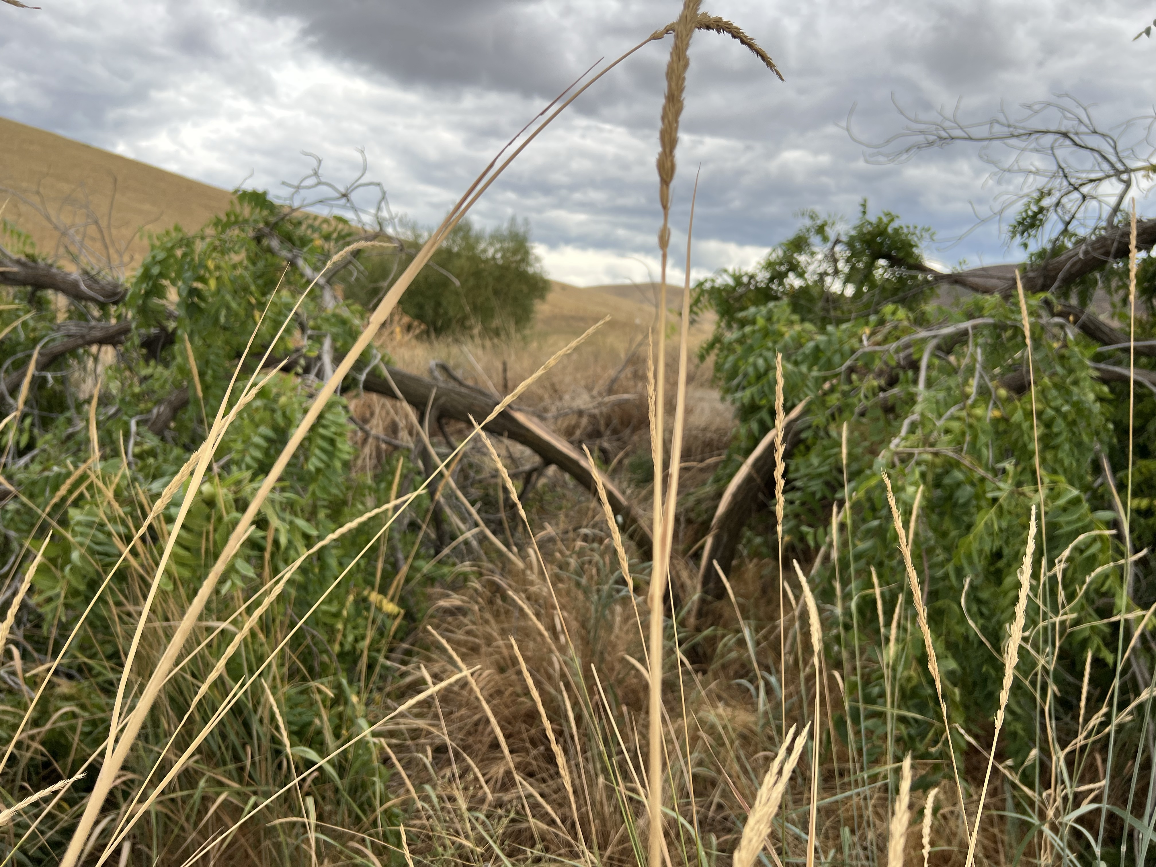 Predators Farm Predators 11/ Farm 1 – Stewart Creek Somethings