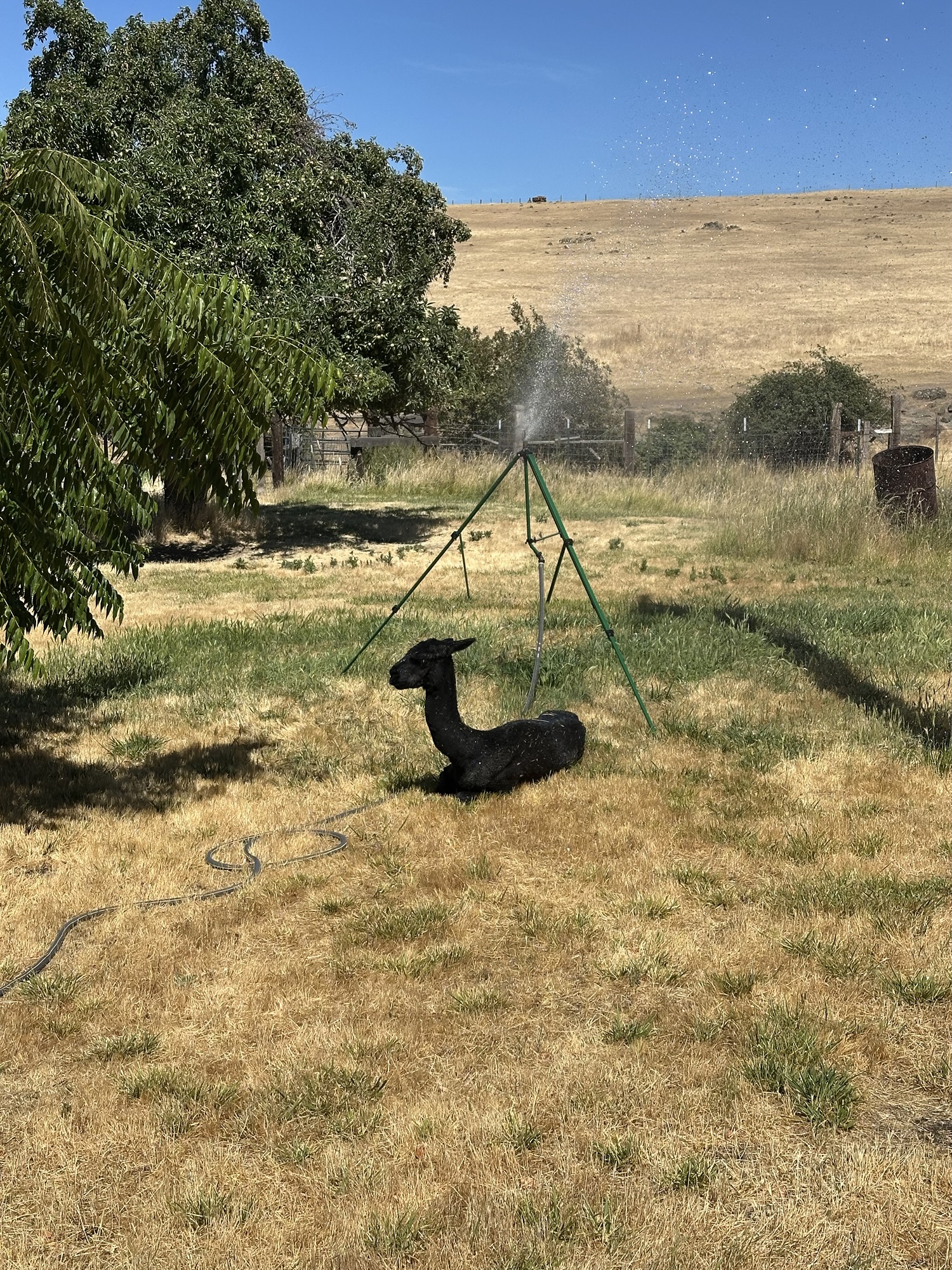 Predators Farm Predators 2/Farm 5 – Stewart Creek Somethings